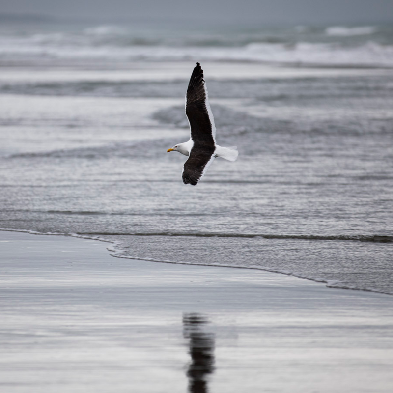 Seagull flying over sand and water