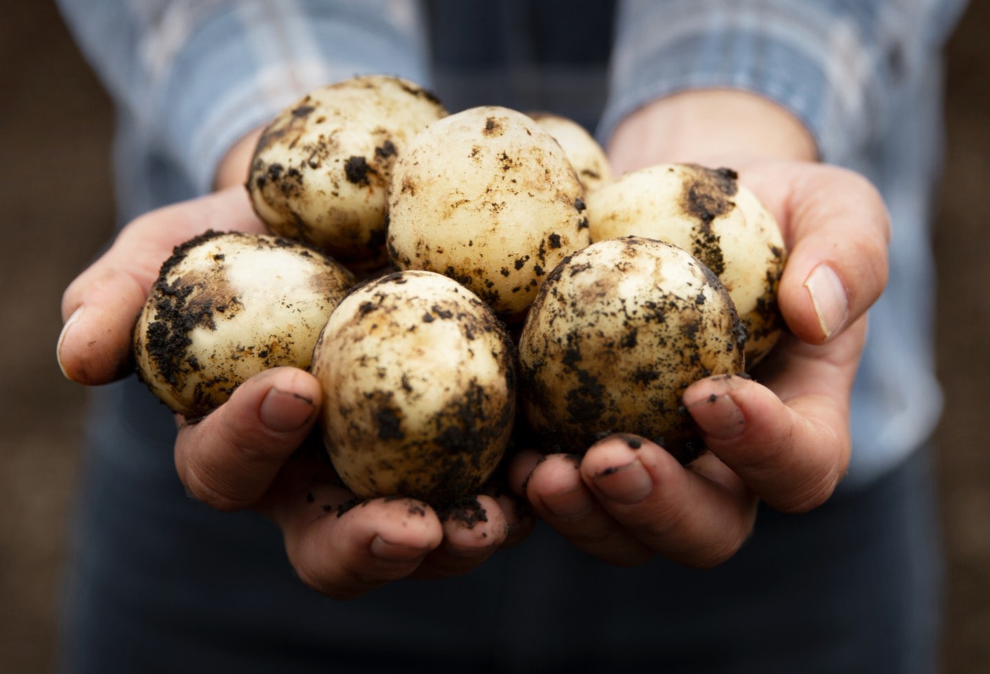 Person holding a bunch of potatoes